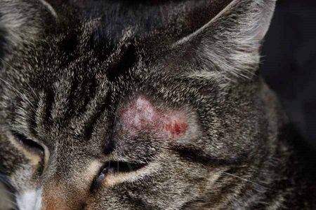 Трихофития: опасность кошек для человека | Кусинское сельское поселение